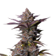 Tropicana Cookies FAST - FASTBUDS | TanieSianie.pl