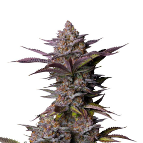 Tropicana Cookies FAST - FASTBUDS | TanieSianie.pl