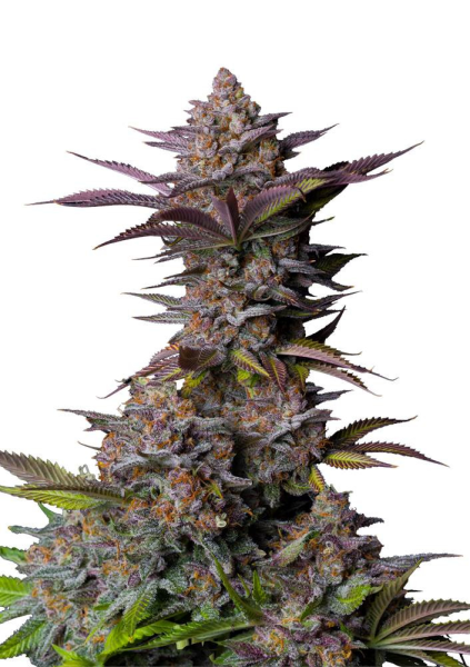 Tropicana Cookies FAST - FASTBUDS | TanieSianie.pl