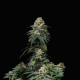 Tropicana Cookies FAST - FASTBUDS | TanieSianie.pl