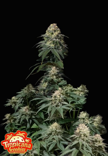 Tropicana Cookies FAST - FASTBUDS | TanieSianie.pl