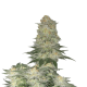 Weeding Cheesecake FAST - FASTBUDS | TanieSianie.pl