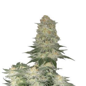 Weeding Cheesecake FAST - FASTBUDS | TanieSianie.pl