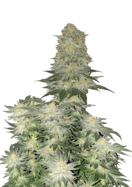 Weeding Cheesecake FAST - FASTBUDS | TanieSianie.pl