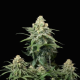 Weeding Cheesecake FAST - FASTBUDS | TanieSianie.pl