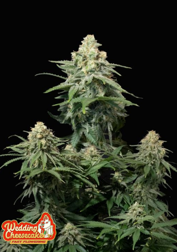 Weeding Cheesecake FAST - FASTBUDS | TanieSianie.pl