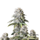 Orange Sherbet FAST - FASTBUDS | TanieSianie.pl