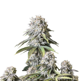 Orange Sherbet FAST - FASTBUDS | TanieSianie.pl