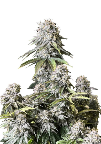Orange Sherbet FAST - FASTBUDS | TanieSianie.pl