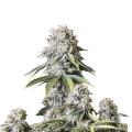 Orange Sherbet FAST - FASTBUDS
