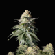 Orange Sherbet FAST - FASTBUDS | TanieSianie.pl