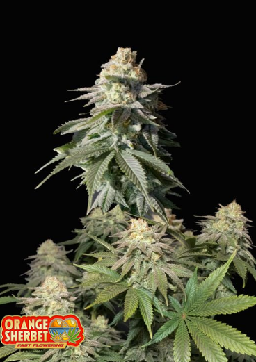 Orange Sherbet FAST - FASTBUDS | TanieSianie.pl