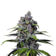 Purple Lemonade FAST - FASTBUDS | TanieSianie.pl