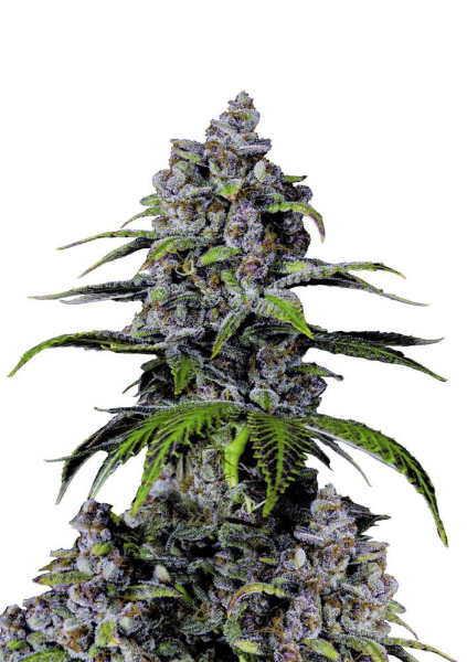 Purple Lemonade FAST - FASTBUDS | TanieSianie.pl