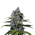 Purple Lemonade FAST - FASTBUDS