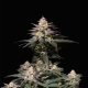 Purple Lemonade FAST - FASTBUDS | TanieSianie.pl