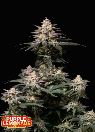 Purple Lemonade FAST - FASTBUDS | TanieSianie.pl