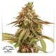 Tropical Tangie - DUTCH PASSION | TanieSianie.pl
