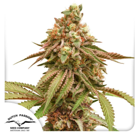Tropical Tangie - DUTCH PASSION | TanieSianie.pl