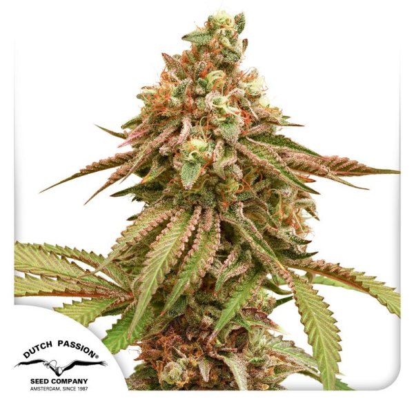 Tropical Tangie - DUTCH PASSION | TanieSianie.pl