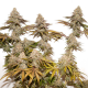 Tropical Tangie - DUTCH PASSION | TanieSianie.pl