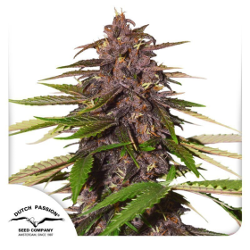Auto Forbidden Cherry - DUTCH PASSION | TanieSianie.pl