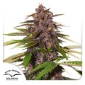 Auto Forbidden Cherry - DUTCH PASSION