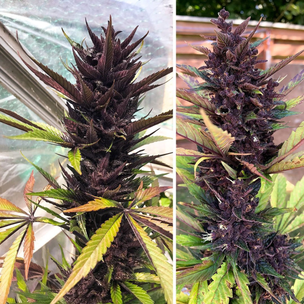 Auto Forbidden Cherry - DUTCH PASSION | TanieSianie.pl