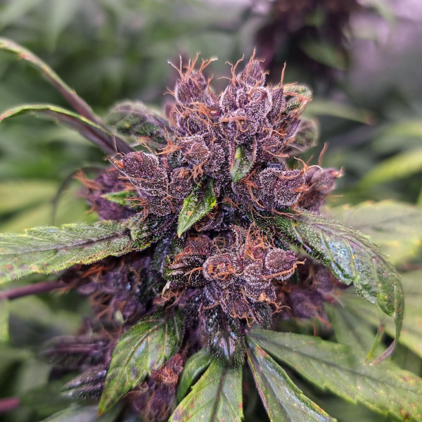 Auto Forbidden Cherry - DUTCH PASSION | TanieSianie.pl