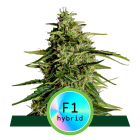 Milky Way F1 Hybryda - ROYAL QUEEN SEEDS | TanieSianie.pl