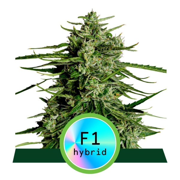Titan F1 Hybryda - ROYAL QUEEN SEEDS | TanieSianie.pl
