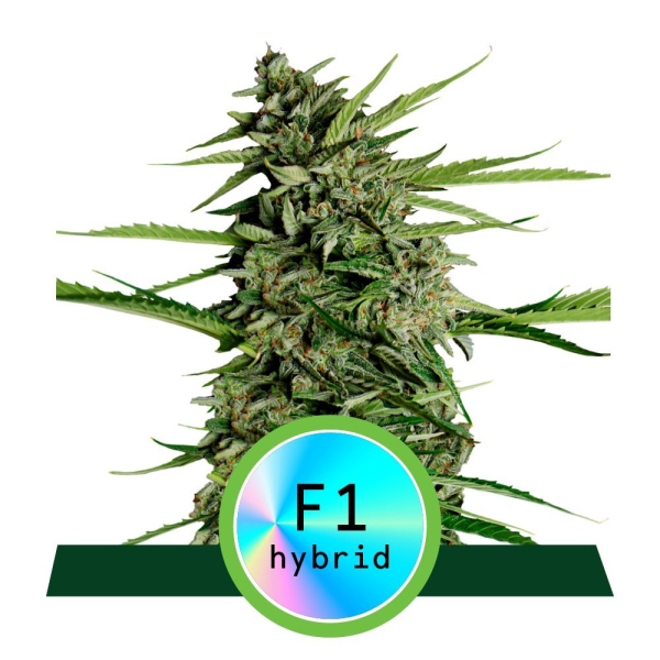 Orion F1 Hybryda - ROYAL QUEEN SEEDS | TanieSianie.pl