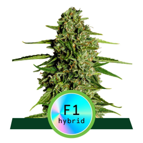 Medusa F1 Hybryda - ROYAL QUEEN SEEDS | TanieSianie.pl