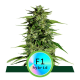Hyperion F1 Hybryda - ROYAL QUEEN SEEDS | TanieSianie.pl