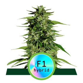 Hyperion F1 Hybryda - ROYAL QUEEN SEEDS | TanieSianie.pl