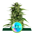 Hyperion F1 Hybryda - ROYAL QUEEN SEEDS