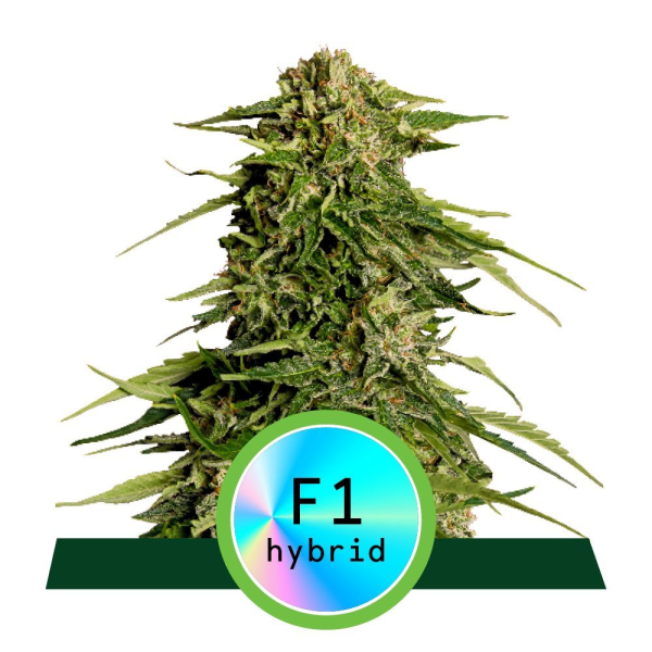 Epsilon F1 Hybryda - ROYAL QUEEN SEEDS | TanieSianie.pl