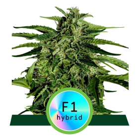 Apollo F1 Hybryda - ROYAL QUEEN SEEDS | TanieSianie.pl