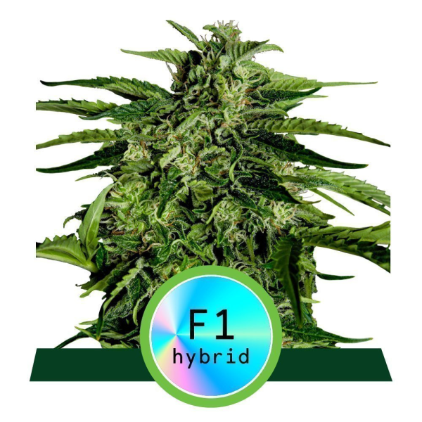 Apollo F1 Hybryda - ROYAL QUEEN SEEDS | TanieSianie.pl