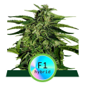 Apollo F1 Hybryda - ROYAL QUEEN SEEDS
