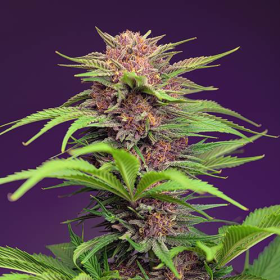 Red Mimosa XL Auto - SWEET SEEDS | TanieSianie.pl
