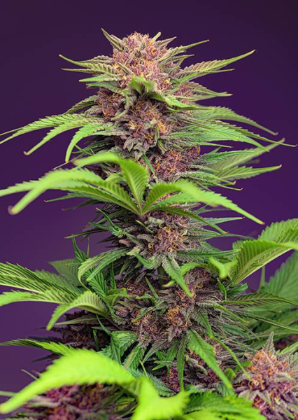 Red Mimosa XL Auto - SWEET SEEDS | TanieSianie.pl