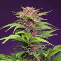 Red Mimosa XL Auto - SWEET SEEDS