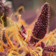Red Mimosa XL Auto - SWEET SEEDS | TanieSianie.pl