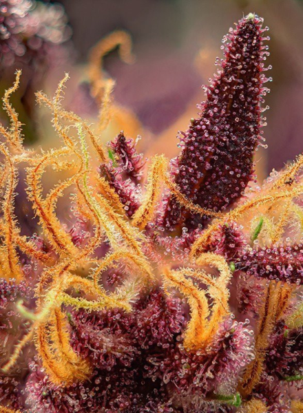 Red Mimosa XL Auto - SWEET SEEDS | TanieSianie.pl