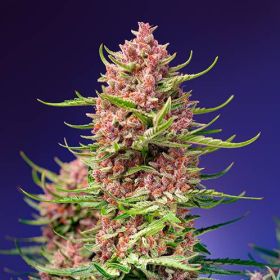 Strawberry Cola Sherbet F1 Fast Version - SWEET SEEDS | TanieSianie.pl
