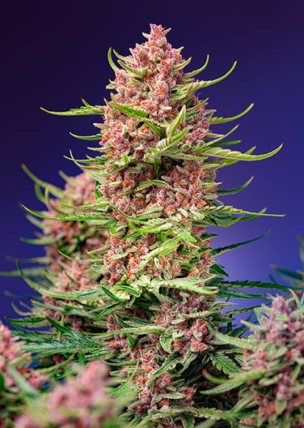 Strawberry Cola Sherbet F1 Fast Version - SWEET SEEDS | TanieSianie.pl