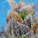 Strawberry Cola Sherbet F1 Fast Version - SWEET SEEDS | TanieSianie.pl