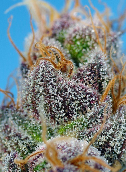 Strawberry Cola Sherbet F1 Fast Version - SWEET SEEDS | TanieSianie.pl