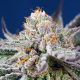 Orange Apricot Glue XL Auto - SWEET SEEDS | TanieSianie.pl